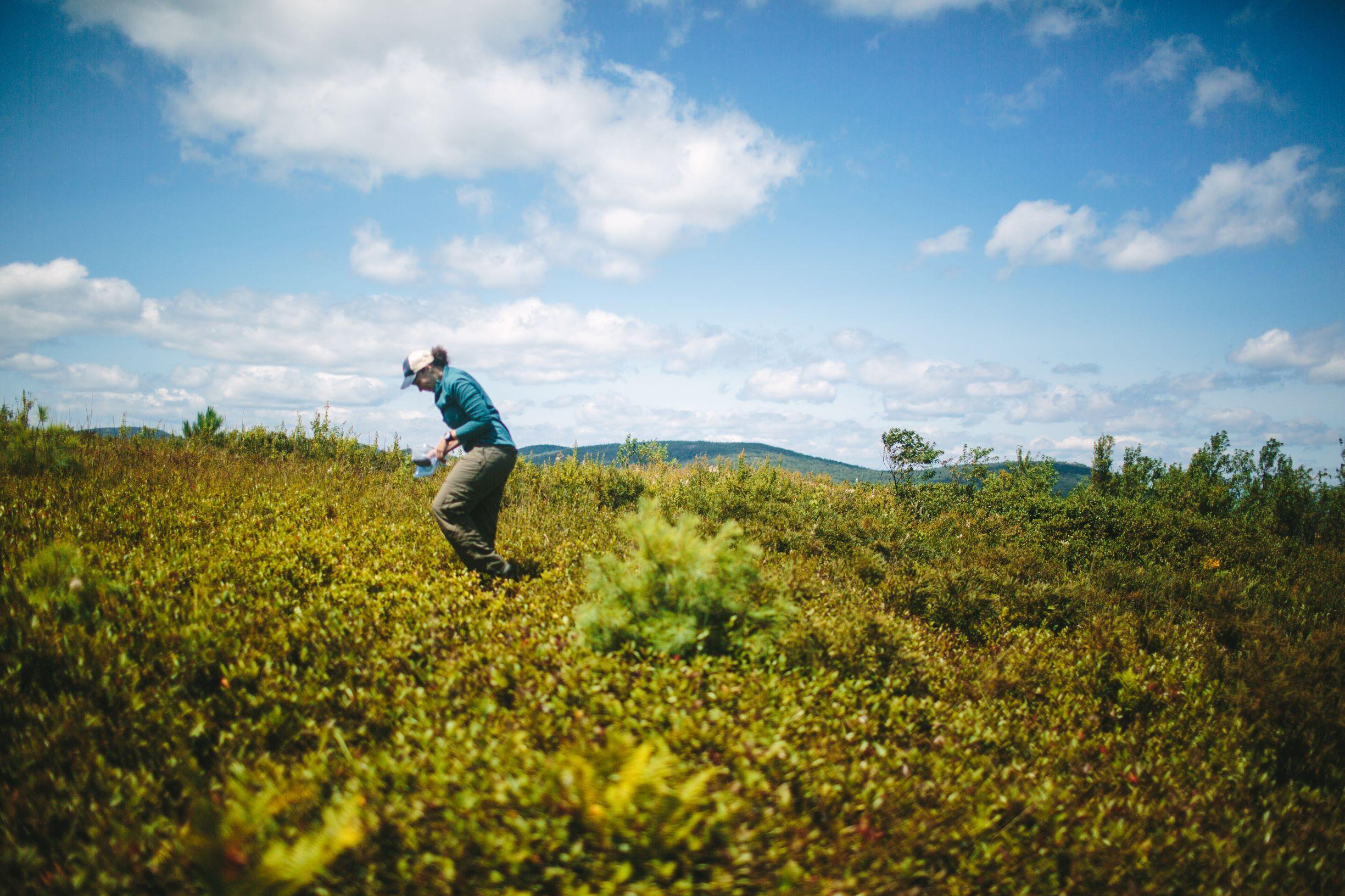 A woman walks across a field carrying a container to pick blueberries.