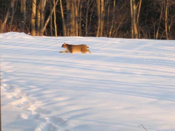 Bobcat walking through snow shadows on trees on snow