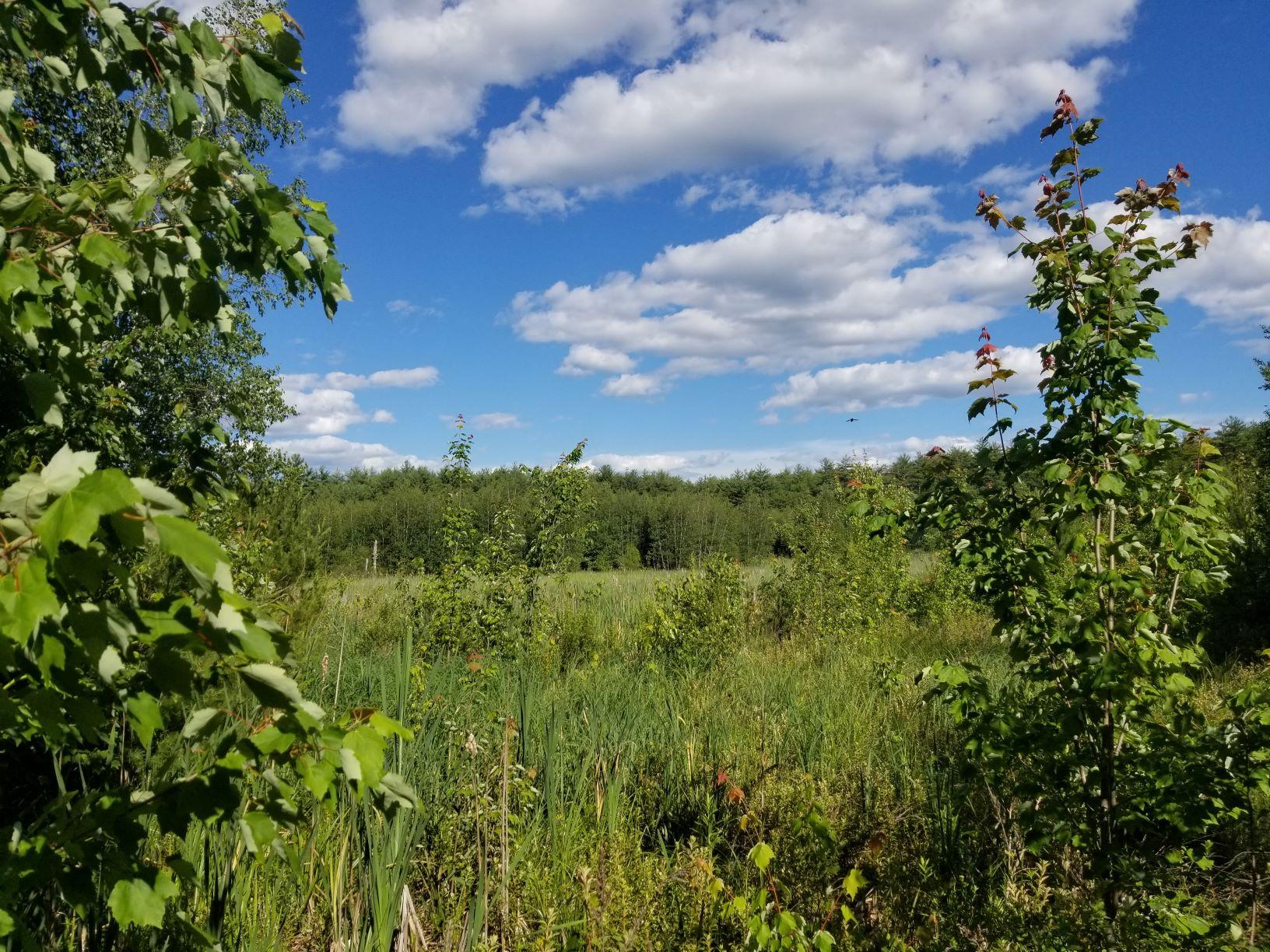 A green field at Champlin Forest in springtime.