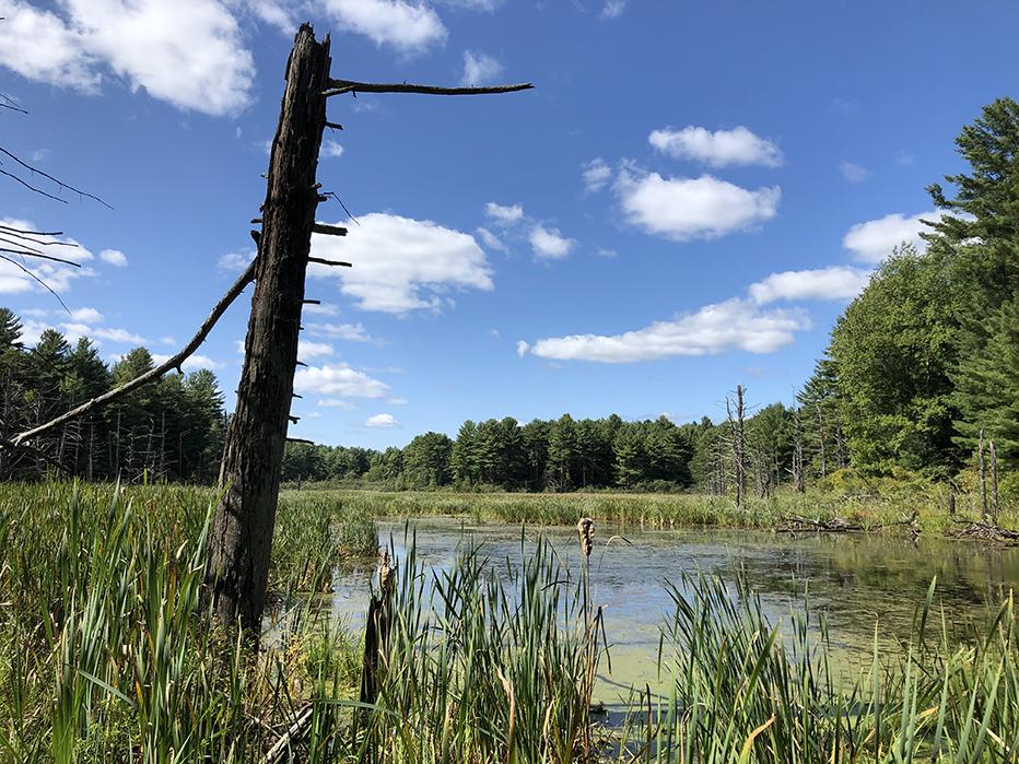 A view of a beaver meadow at Clay Brook Farm. (Photo: Brian Hotz)