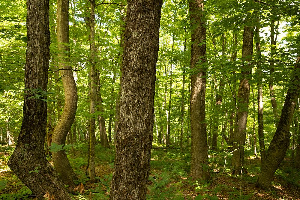 A view through green leaves in a forest.