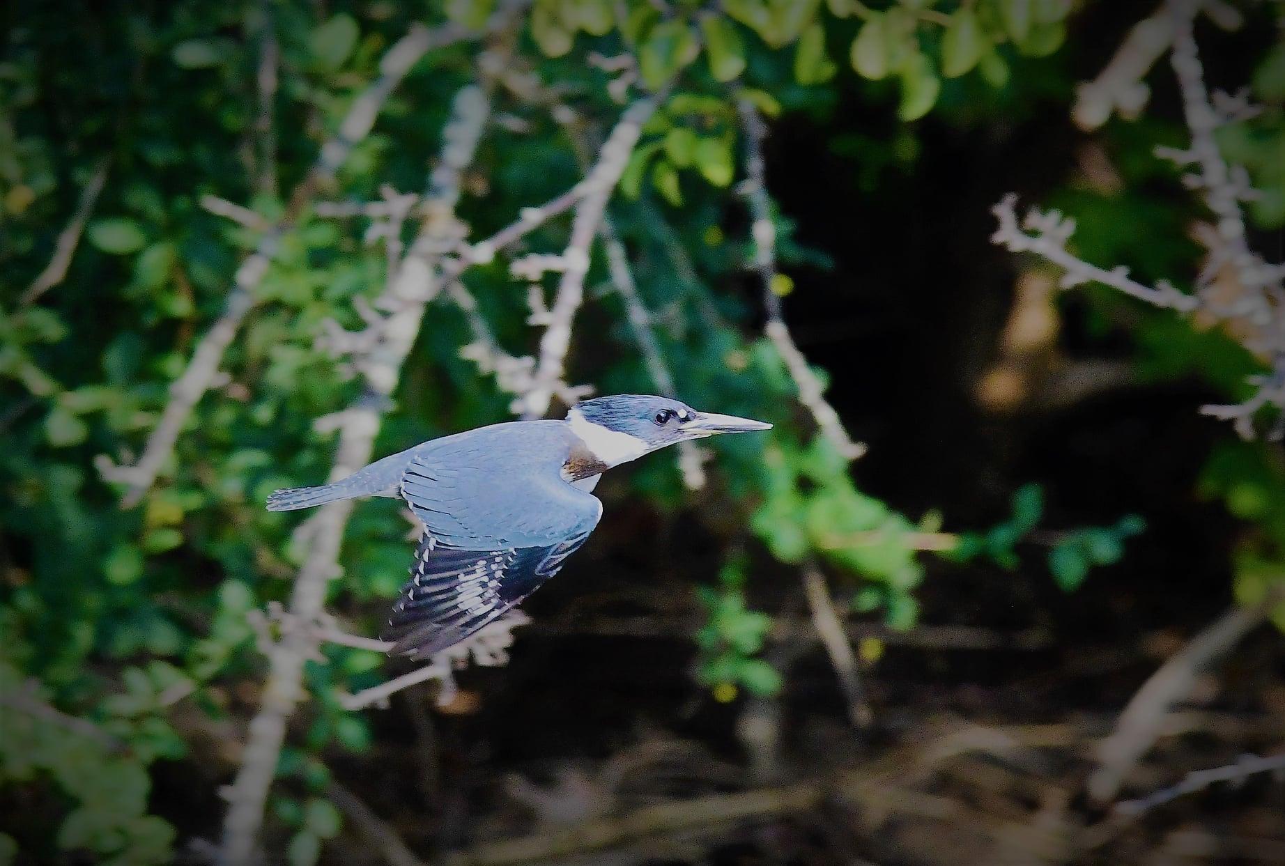 A Belted Kingfisher.