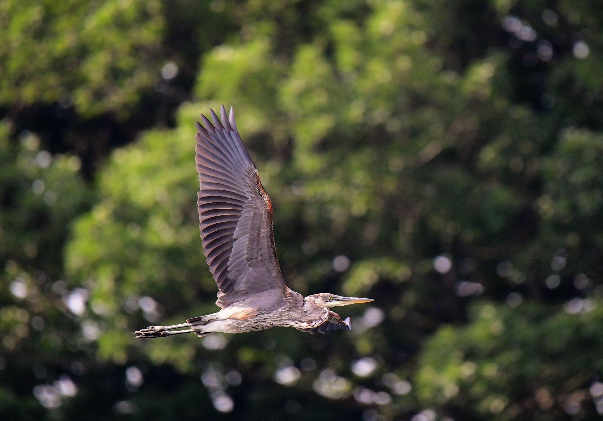 A blue heron.