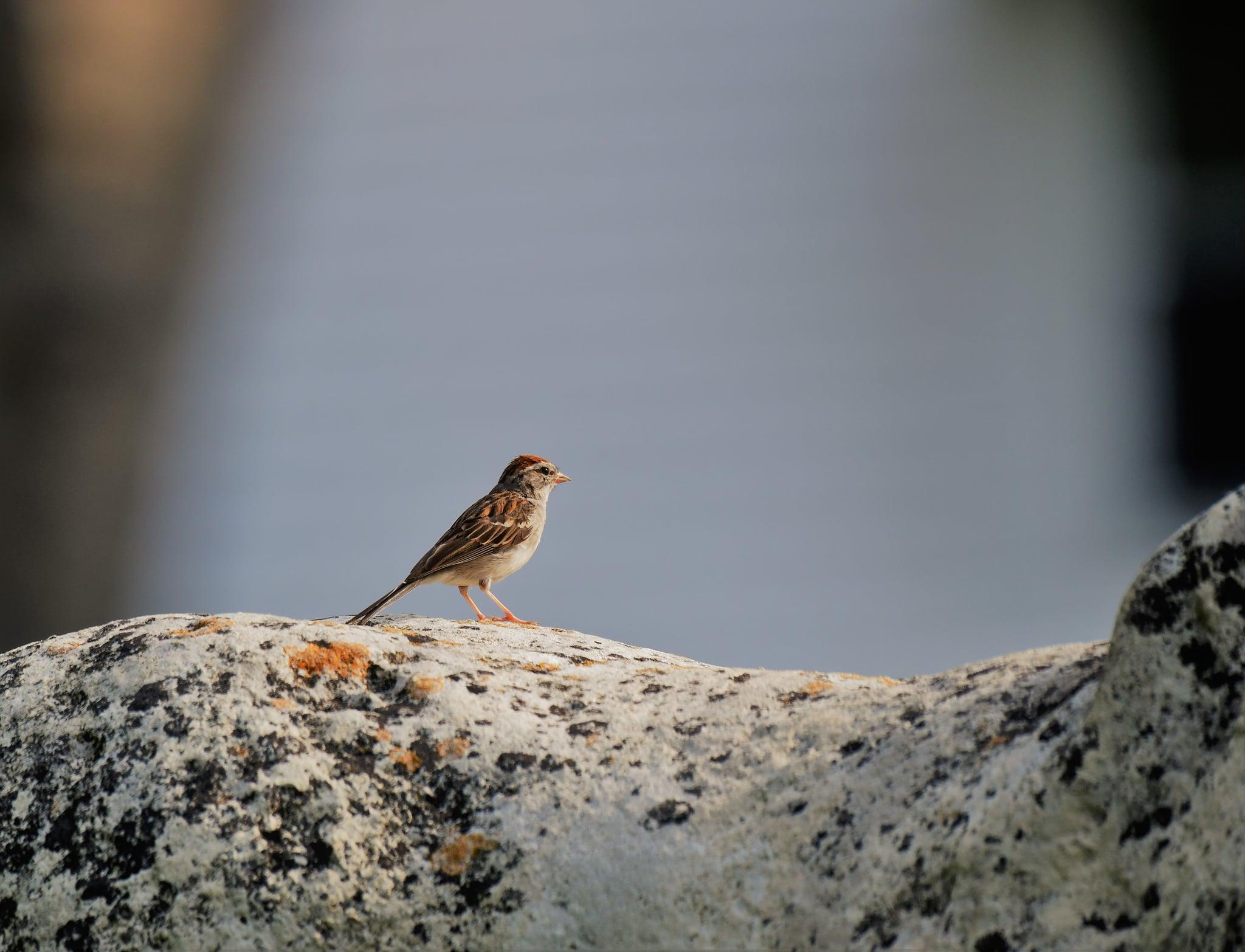 A Chipping Sparrow on a branch.