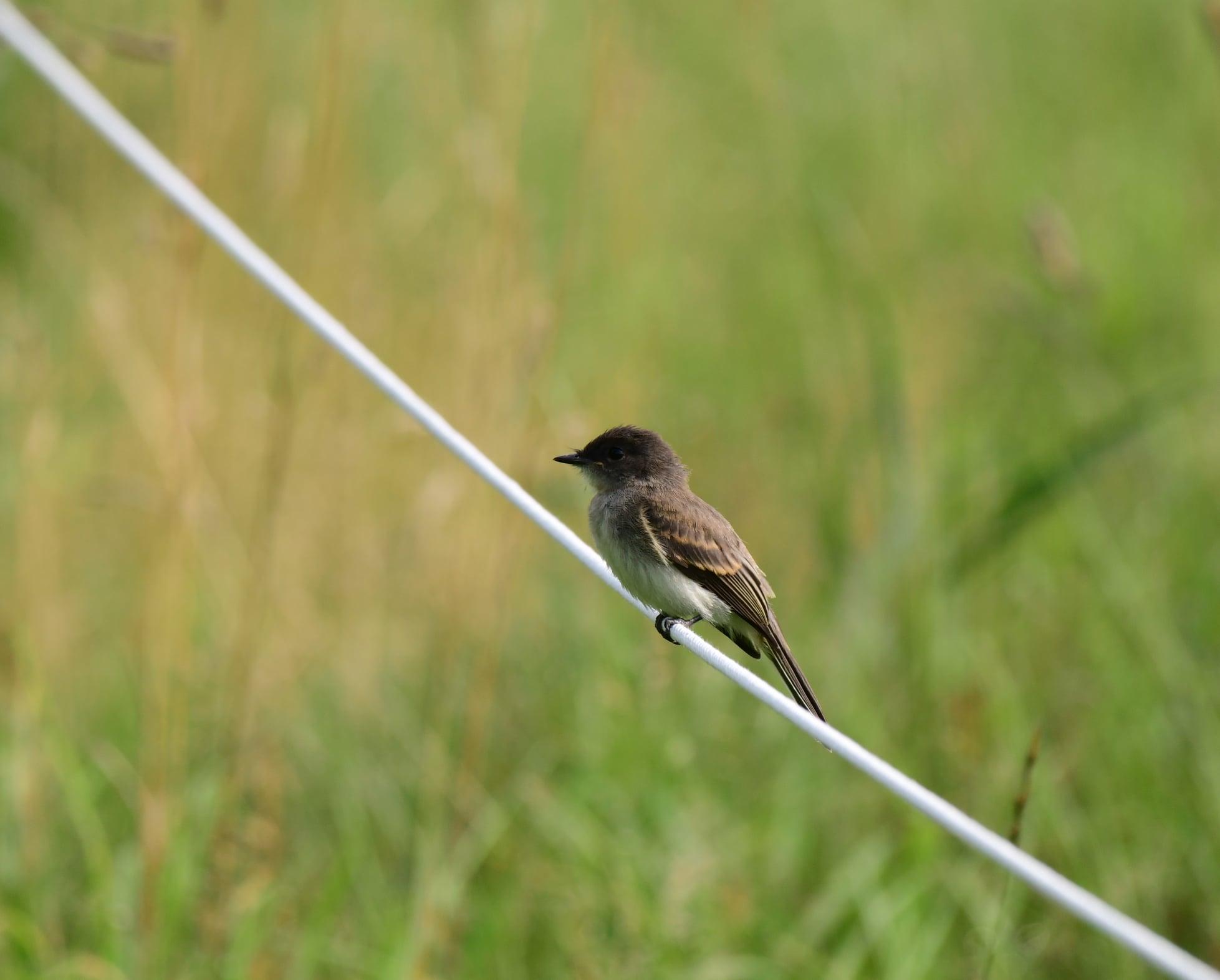 An Eastern Phoebe.