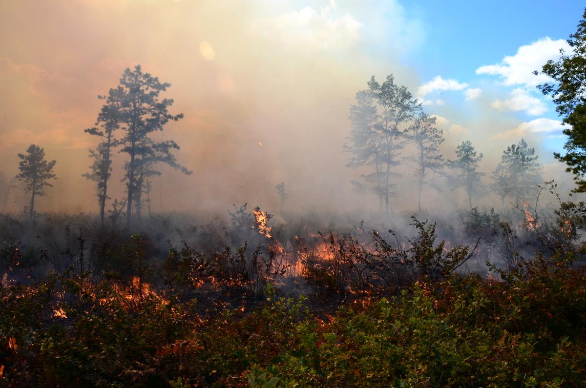 prescribed burn