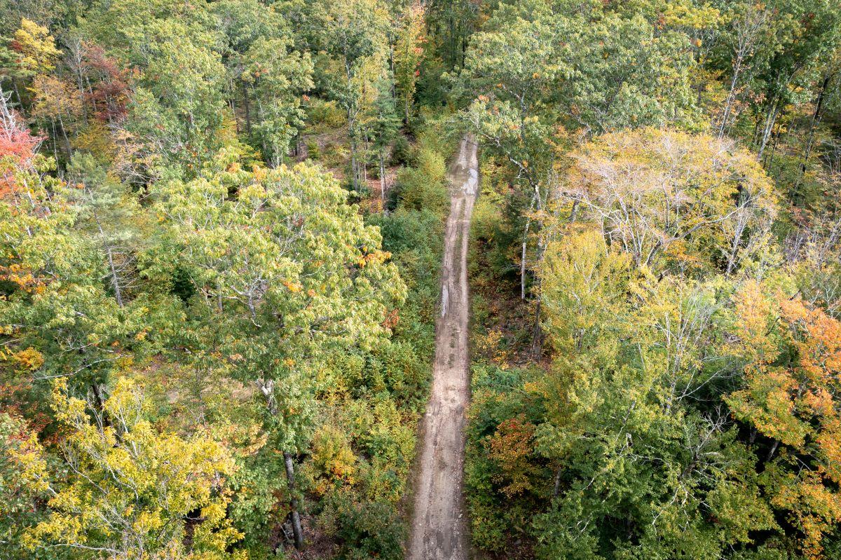 A view from above of a road running through Deepwood Forest.