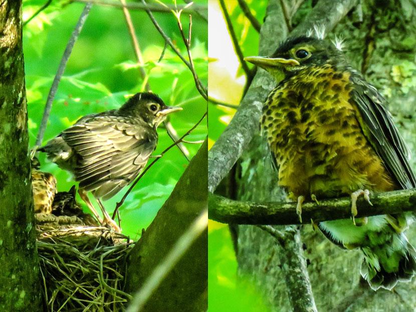 A young robin