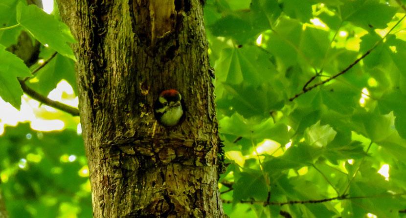 Downy woodpecker poking its head out of a small tree cavity