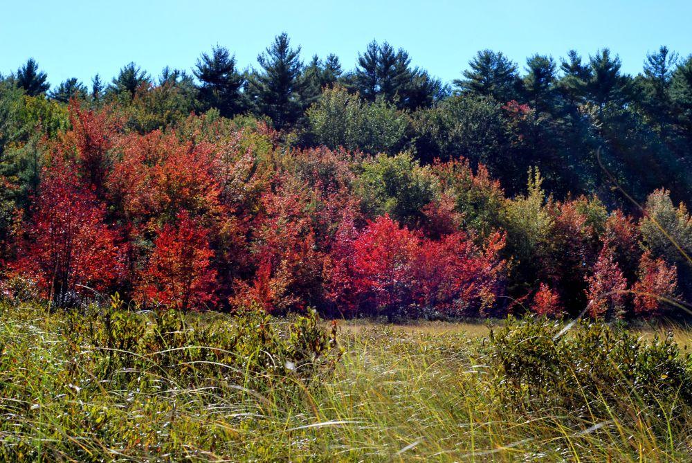 The red maple leaves at the permeter of a wetland and Turkey Pond in foreground with green canopies of oak in maple in the background.