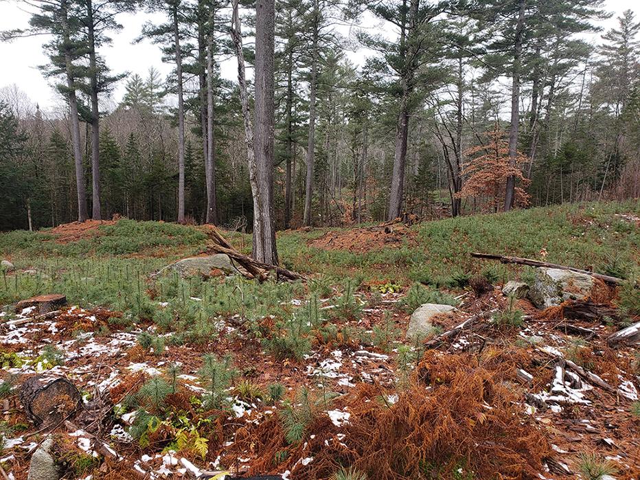 Four growing seasons after the timber harvest, white pine seedlings are abundant.