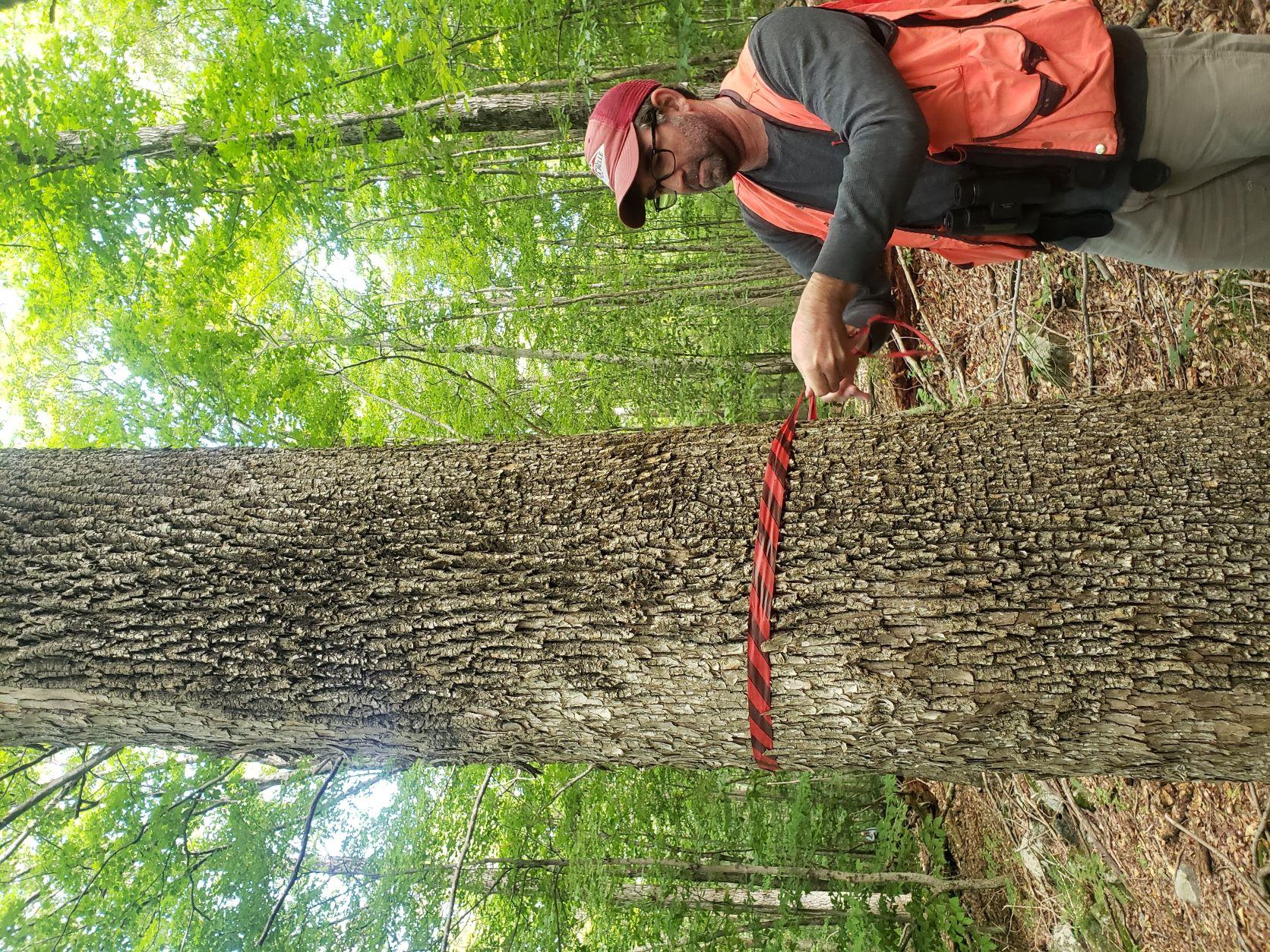Flagging a female ash tree in the forest.