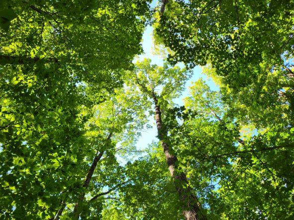 Looking up at white ash crows in the Monadnock reservation.