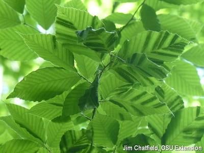 Dark, thickened stripes between leaf veins are early signs.