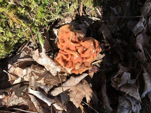 An orange false morel popping up out of dead leaves.