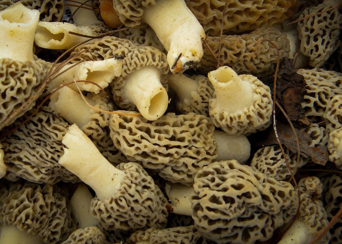 A pile of morels in a basket.