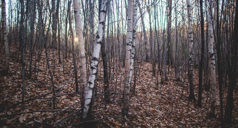 Some tree species produce extra energy when leaves are on the ground during spring and fall, allowing sunlight to reach their trunk and branches.