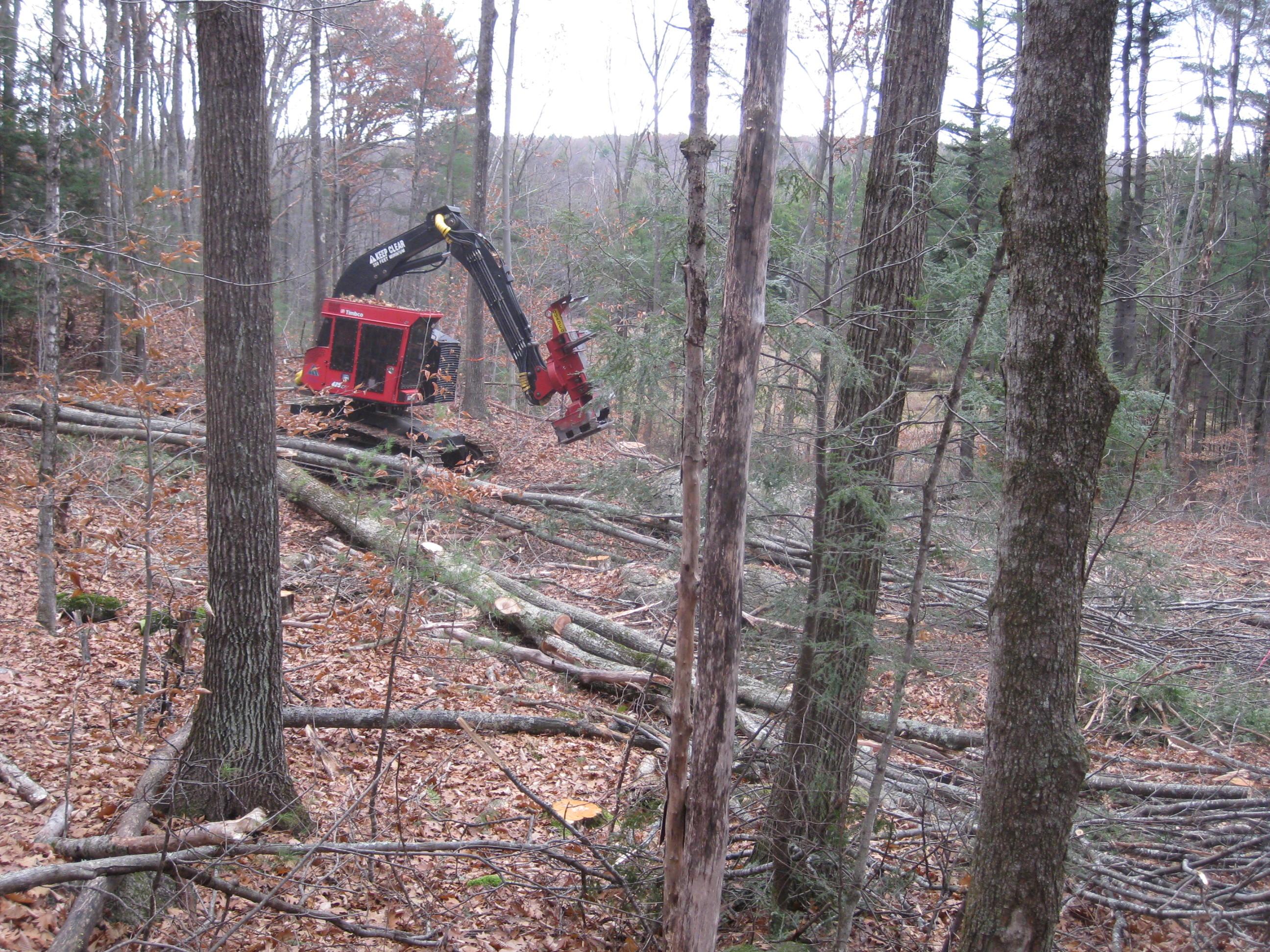 Feller buncher