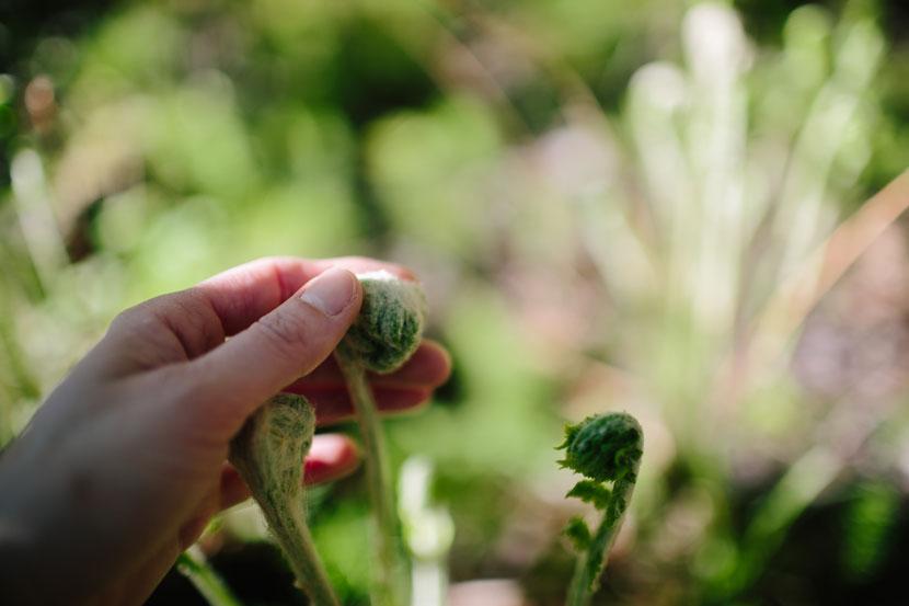 Hand touches a fern's fuzzy fiddlehead