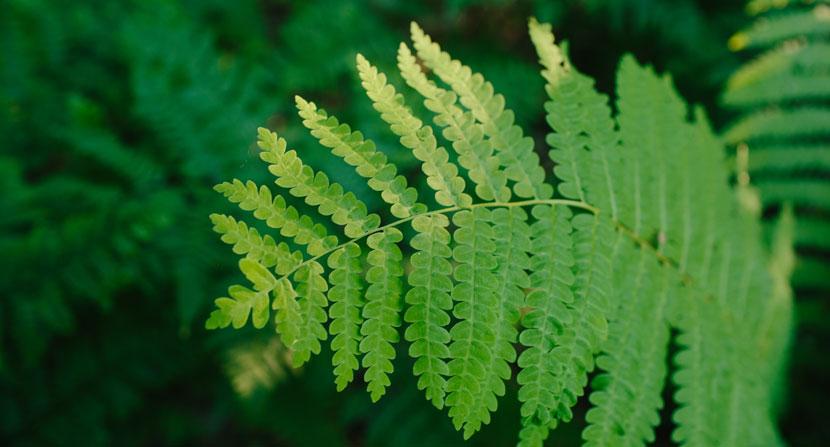 Interrupted fern in the northeast forest morning light