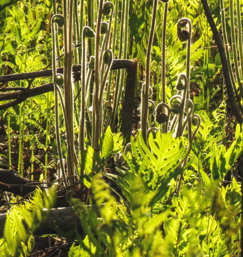 Unfurlig fiddleheads shine in the early morning light in a floodplain forest
