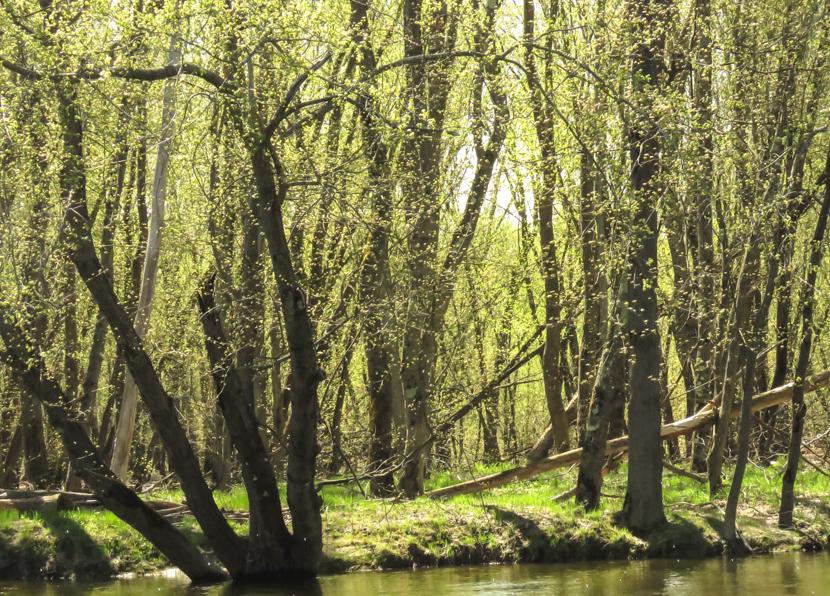 Sudden leaf out of silver maples during spring in the floodplain forest.