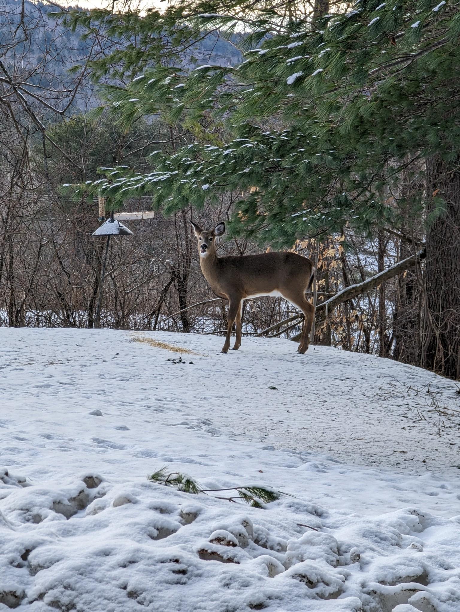 Deer at the birdfeeder.