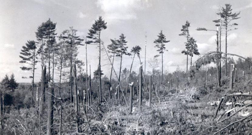 A stand of pine trees looks like they snapped like toothpicks due to wind damage from the Hurricane of 1938.