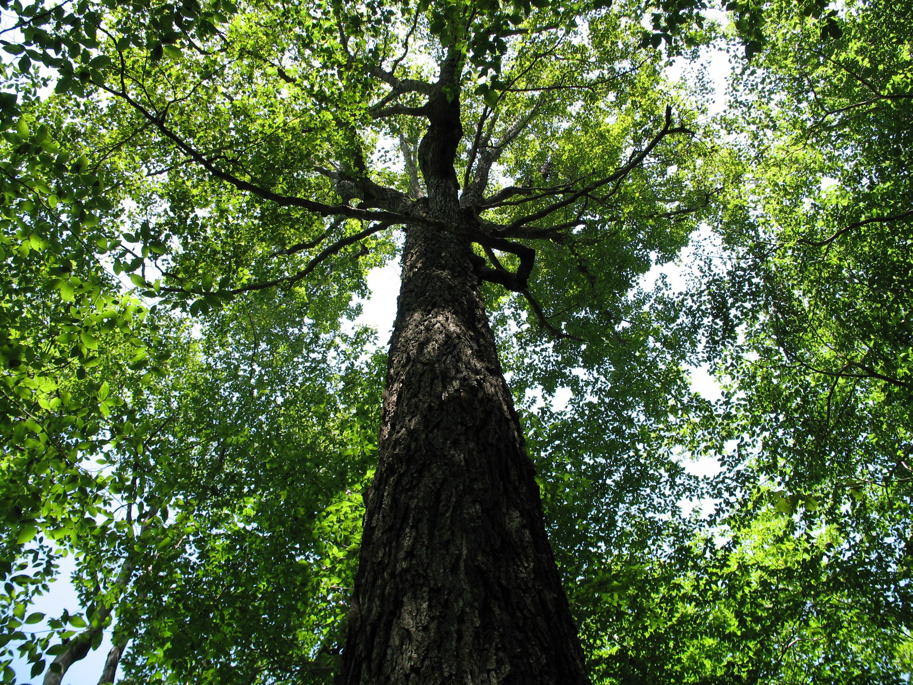 Old Growth Sugar Maple