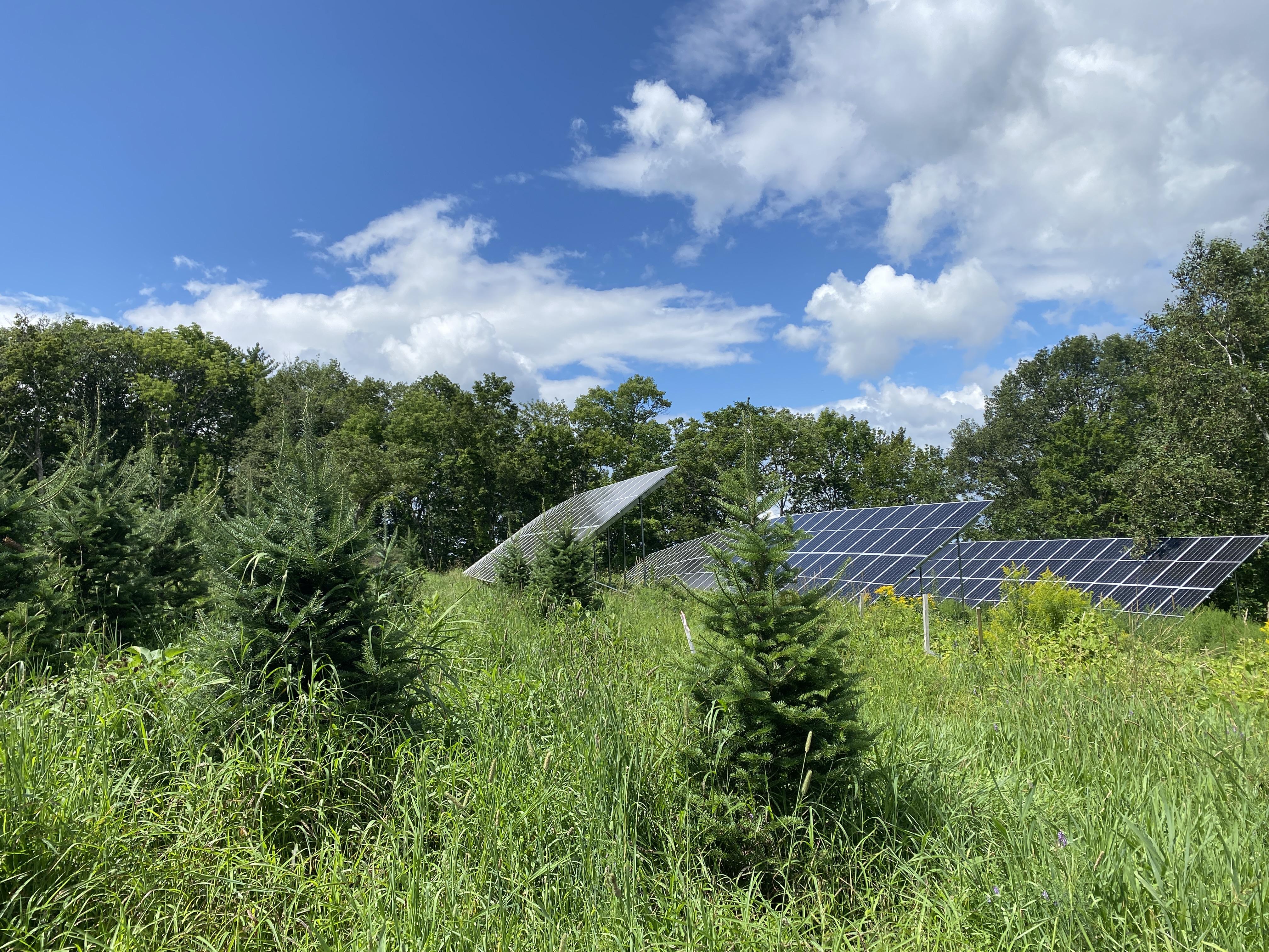 Solar panels at The Rocks in a Christmas tree field surrounded by wildflowers in summer.