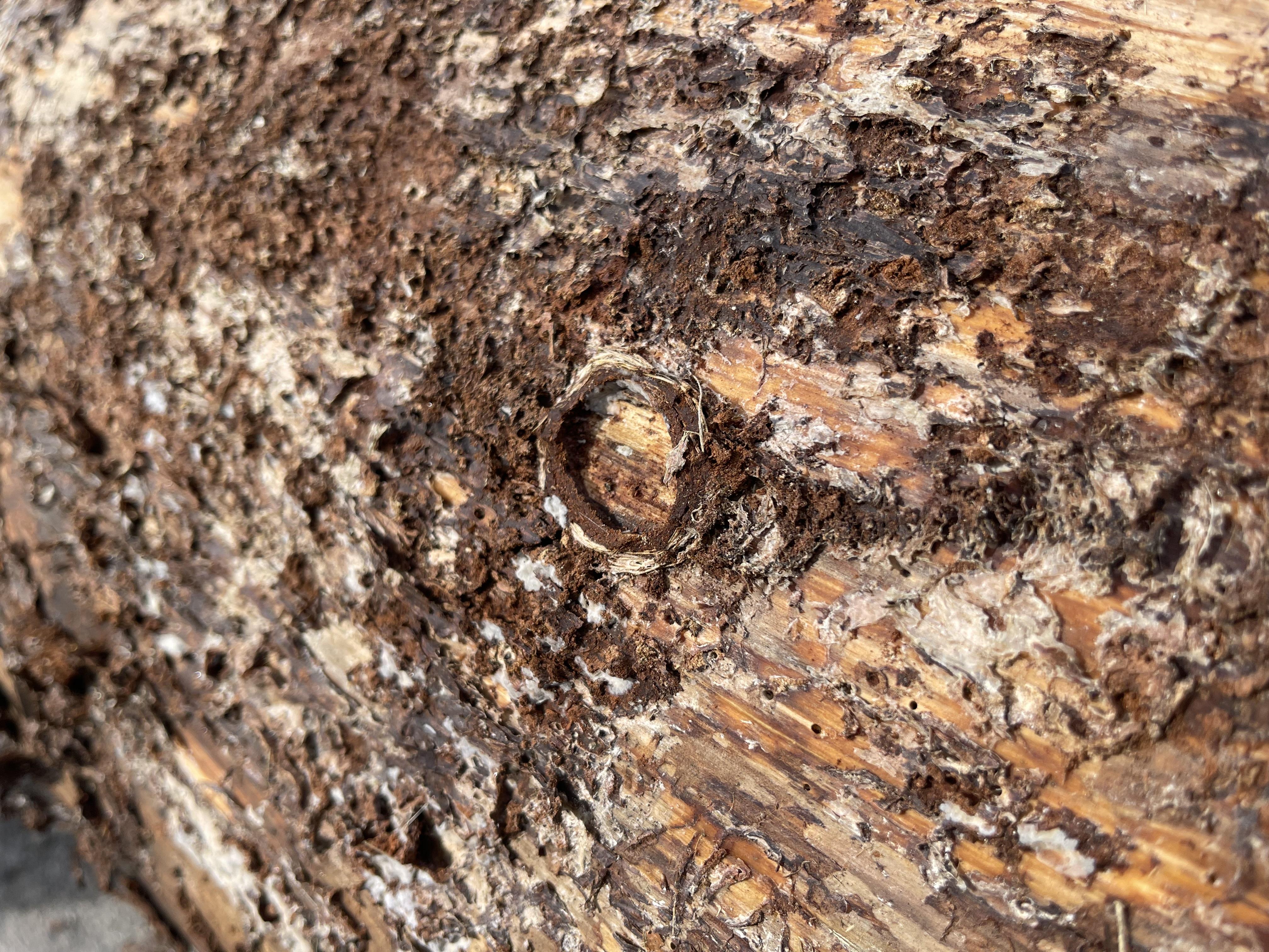 underneath the bark