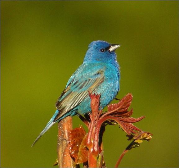 Young Shrub land Habitat bird - Indigo bunting