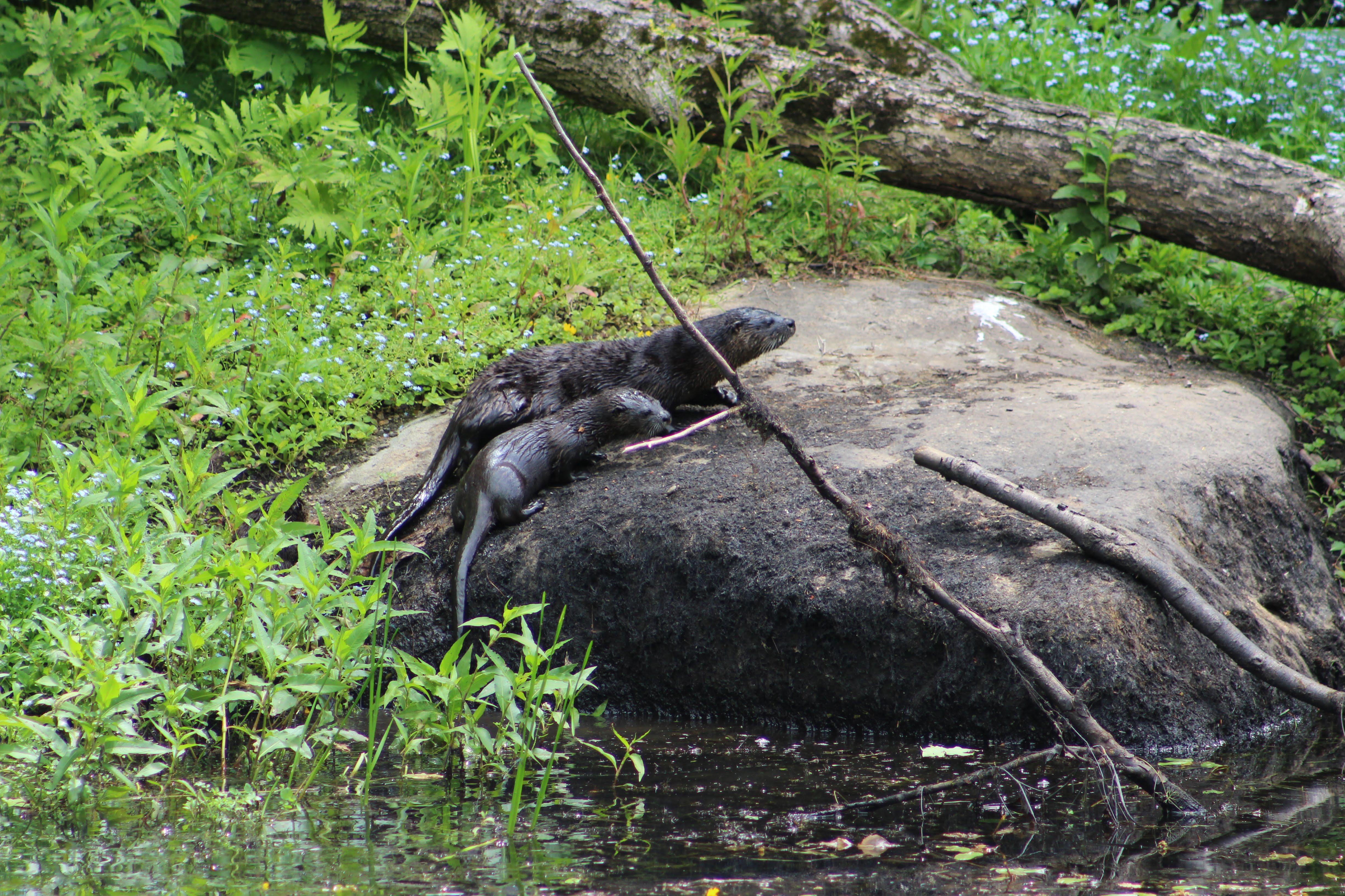 Otters at Clay Brook Forest rest on a boulder.