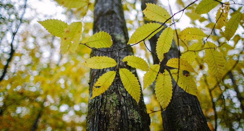 American Chestnut 