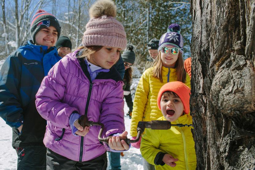 A young visitor gets a chance to try tapping a tap a sugar maple tree that is many year’s her senior as part of the maple experience last weekend at the Rocks.