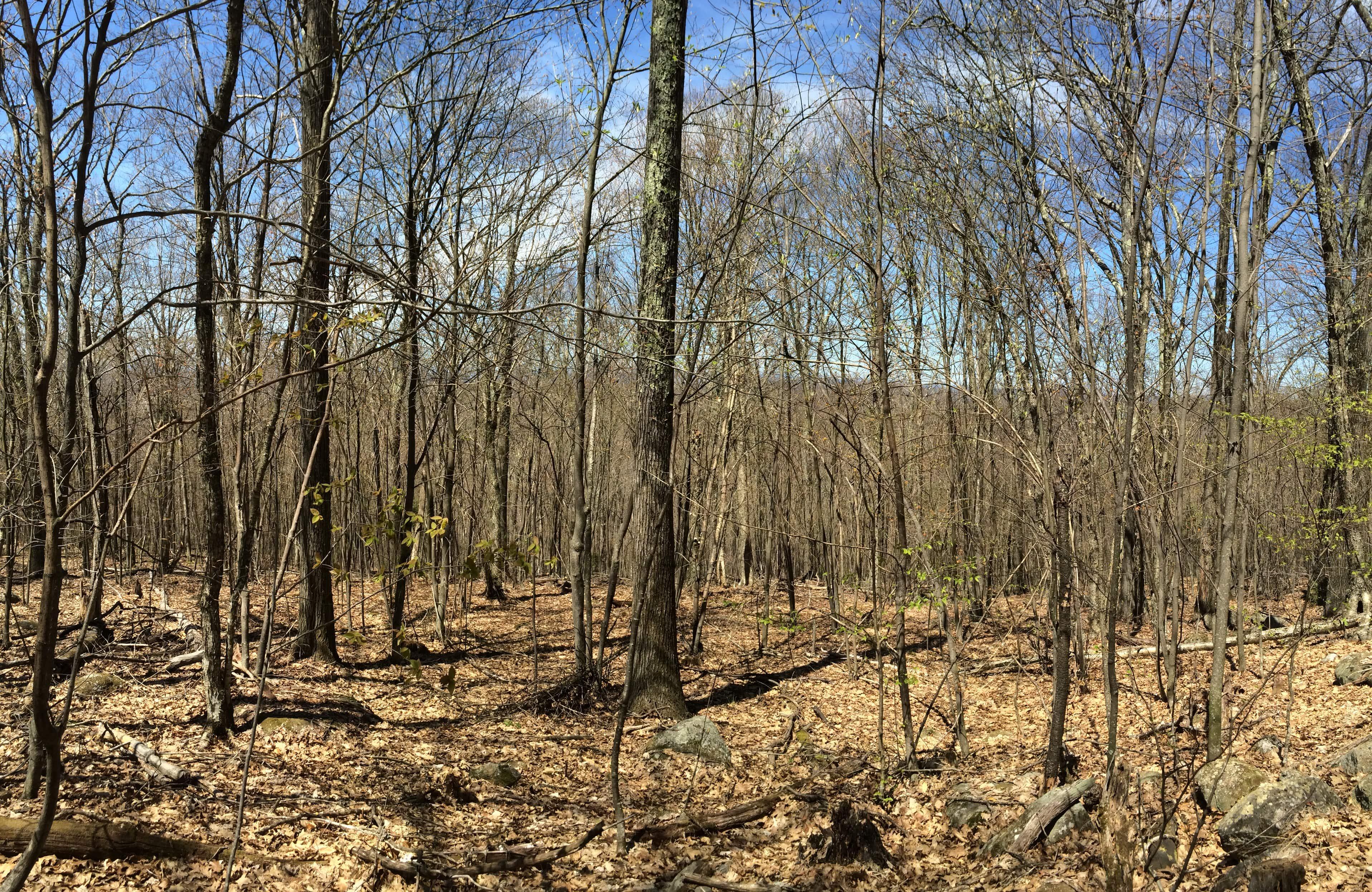 Hardwood stand on Mount Monadnock