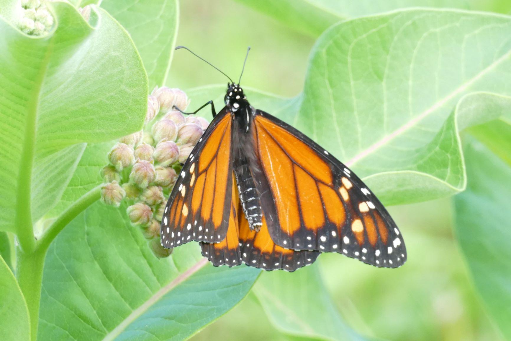Monarch at Tom Rush Forest