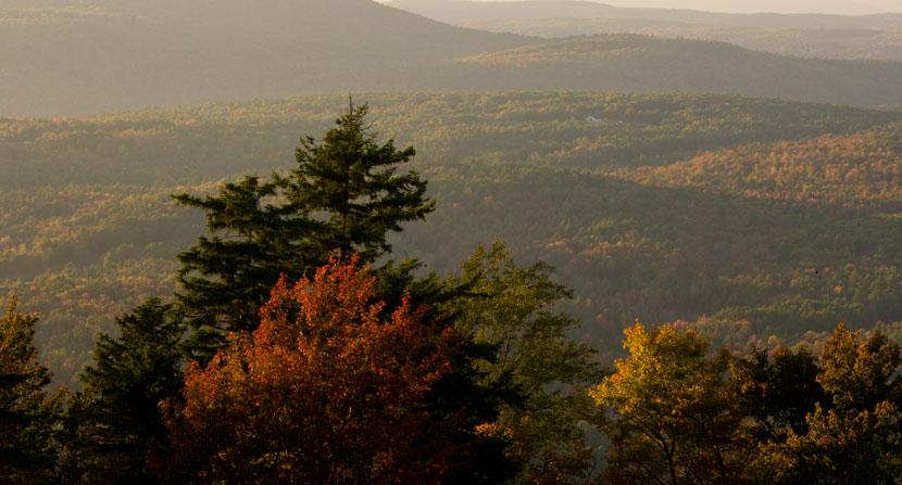 Trees and expansive forest in background at the Ashuelot River Headwaters Forest in Lempster