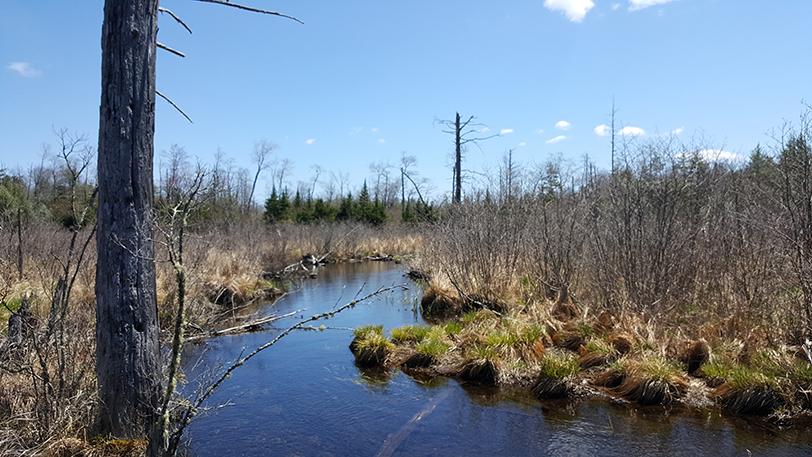 A waterview on the Nason property.