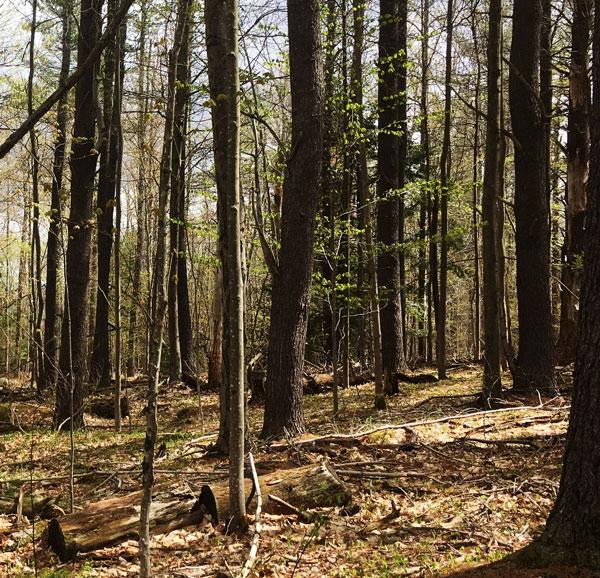 Trees stand in a forest conservation easement.
