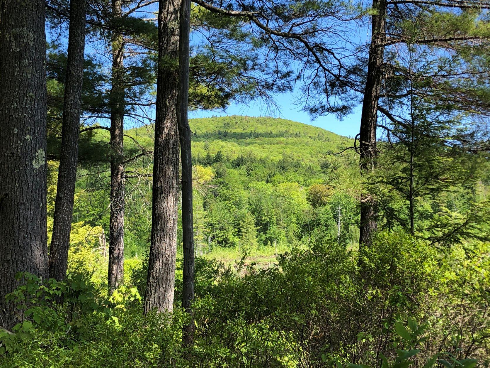 The sun shines through the forest at an addition to the Morse Preserve.