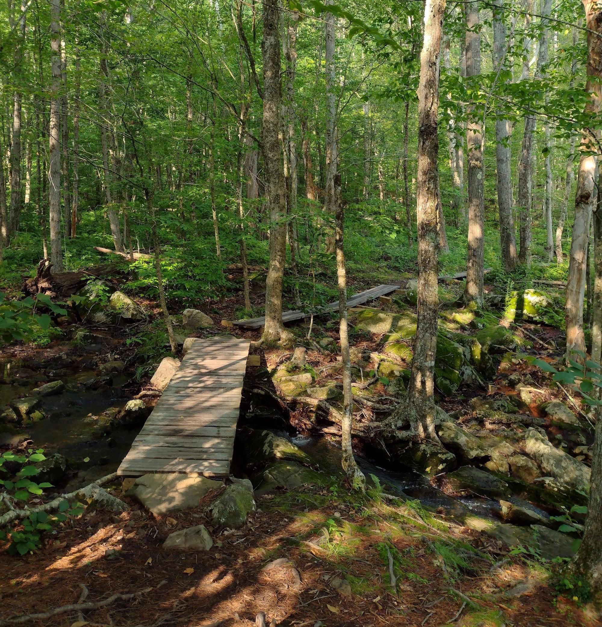 Lush green forest with a low bog bridge to cross a wet and muddy area of trail.