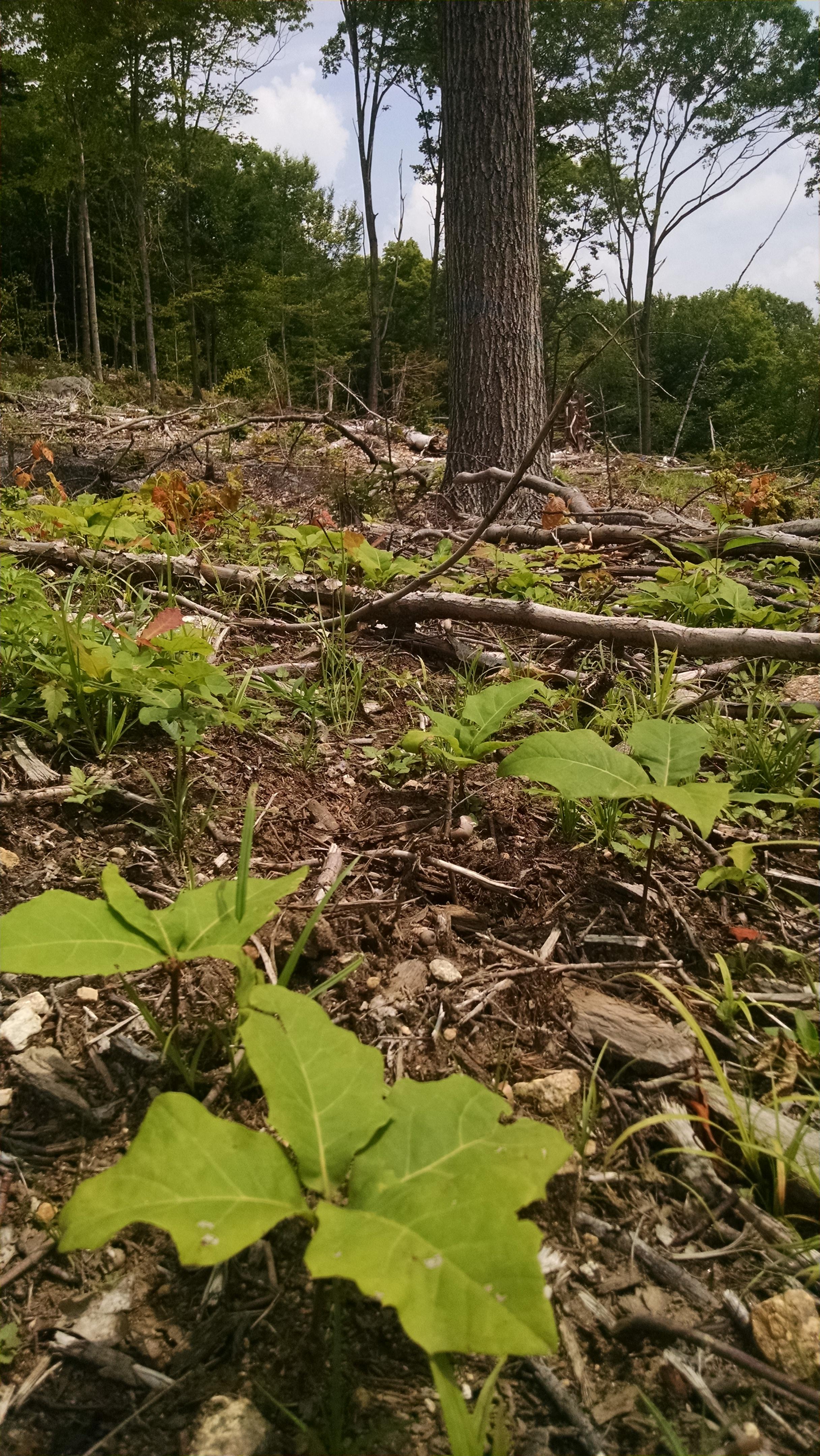 Red oak seedling one year after harvest