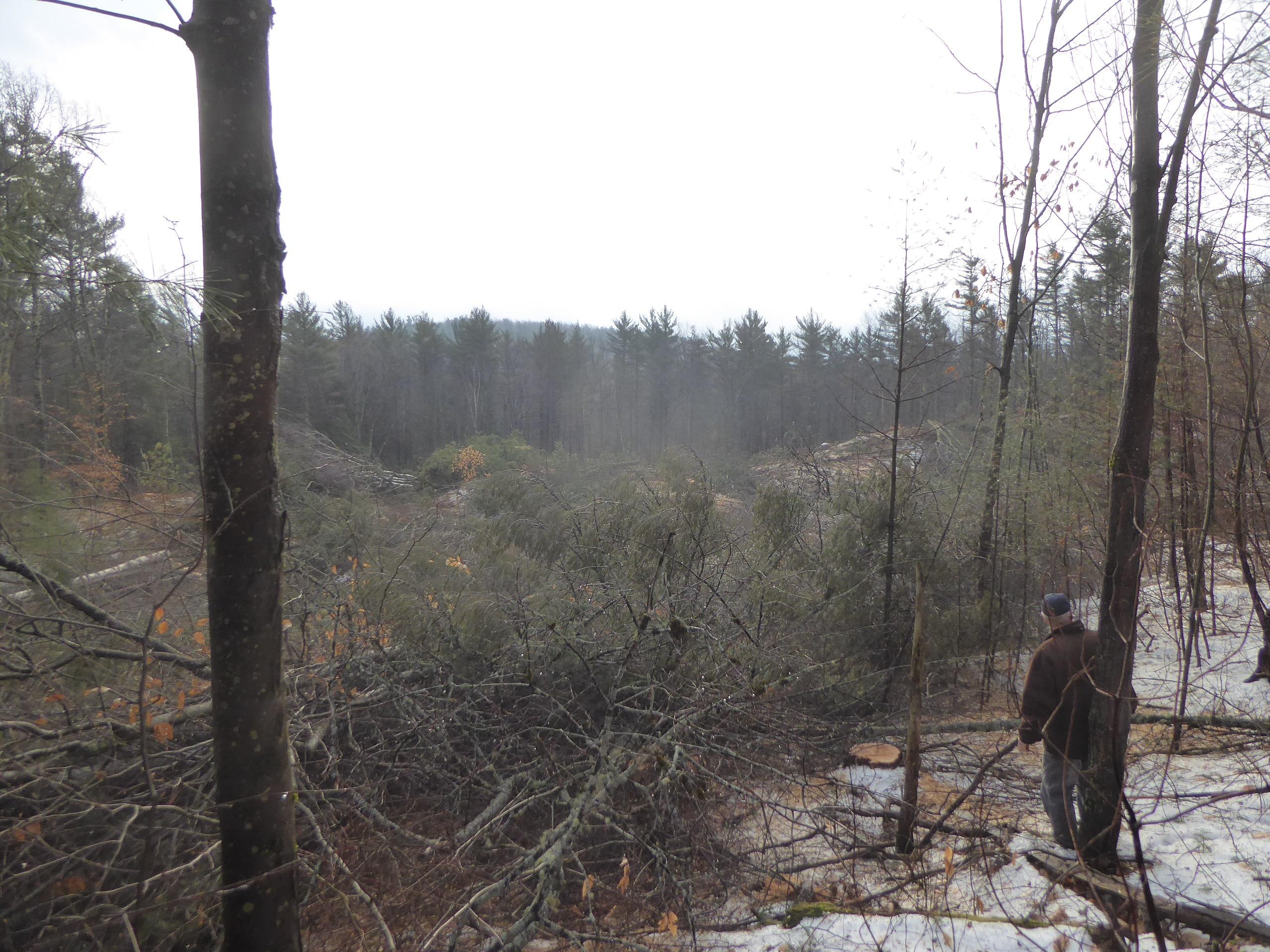Patch cut, five acres in size, aimed to establishing new regeneration.  Forest Society photo.
