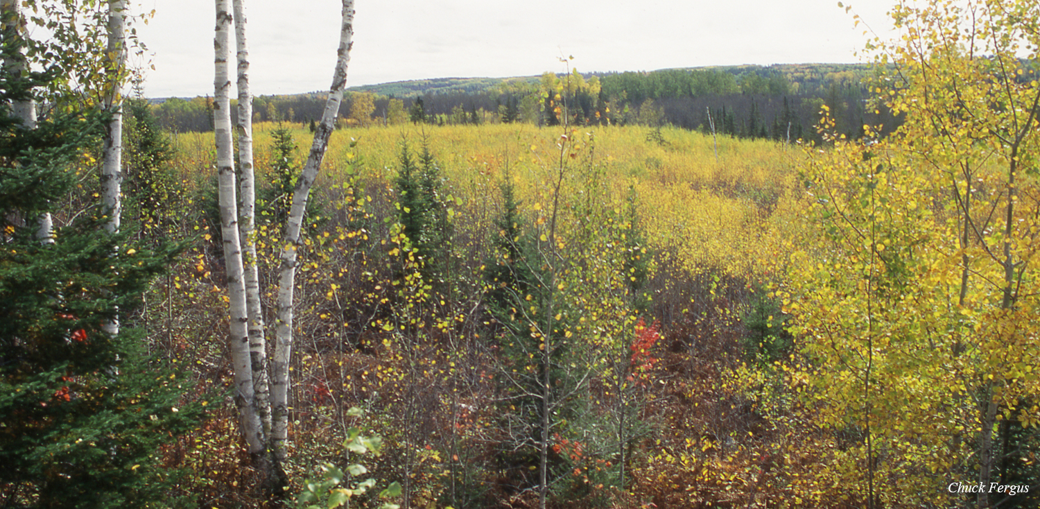 Shrubland habitat with white birch in foreground