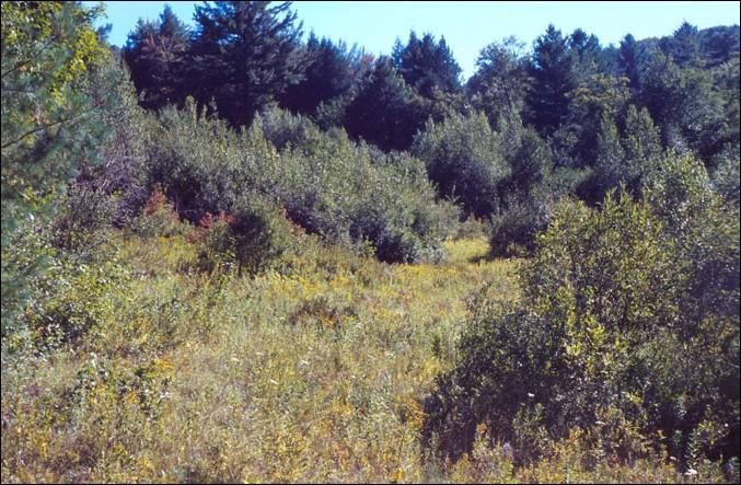 An old farm field regenerating with young trees