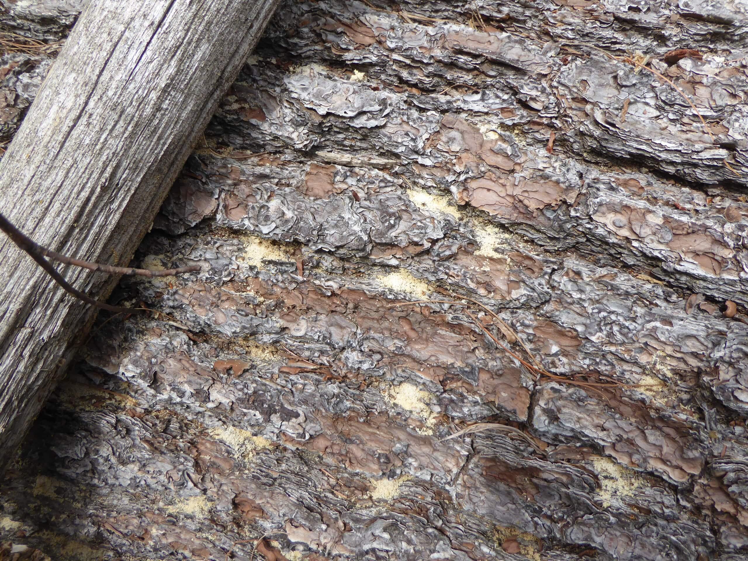 Powder post beetle frass.  Forest Society photo.