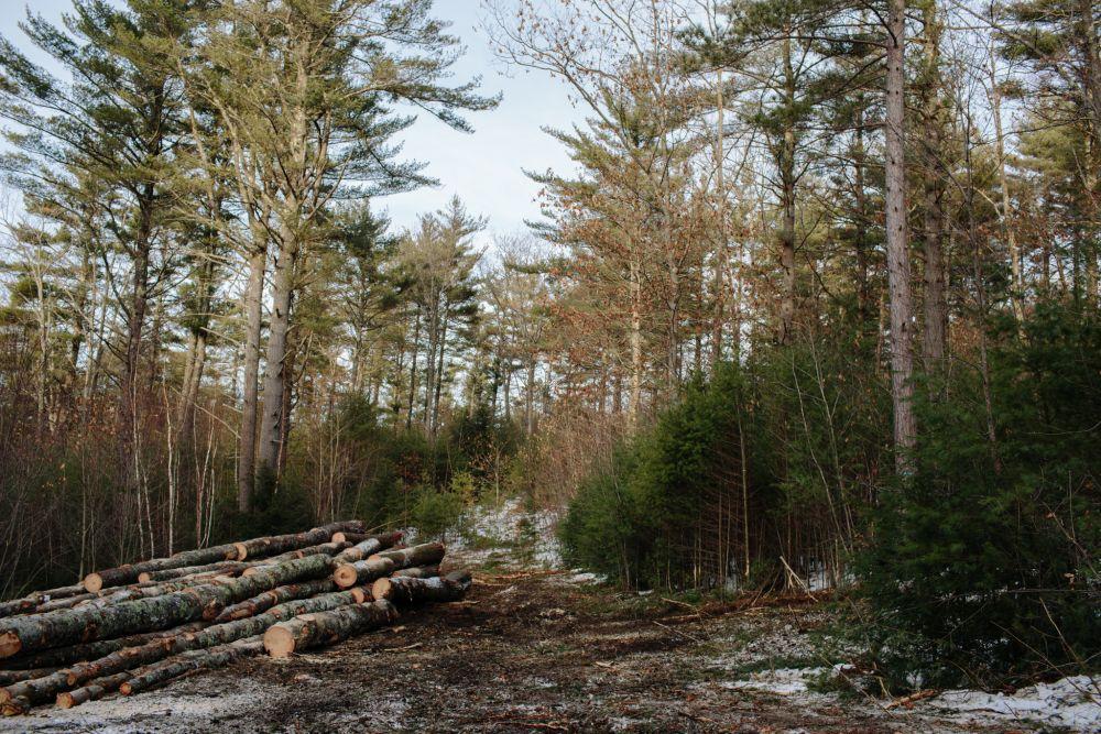 2-stage shelterwood on Standke Woodlot in Deering. Photo EL
