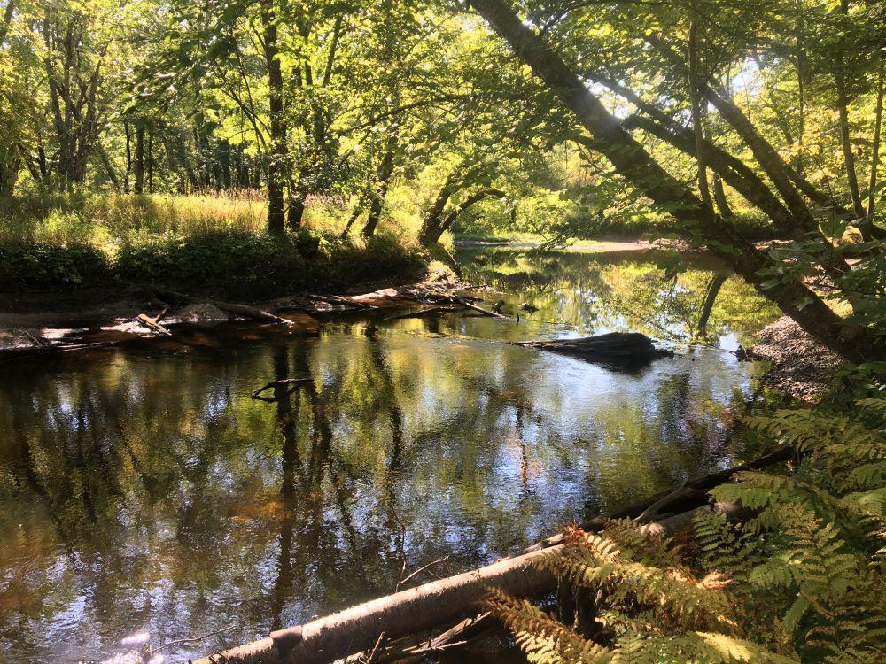 A morning view of silver maples in floodplain forest of the upper Contoocook River along the Forest Society's McCabe Forest Reservation. Photo by Carrie Deegan