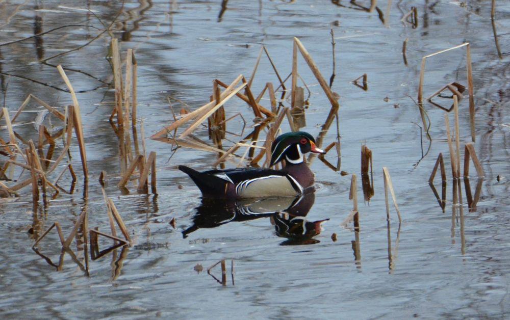 A colorful wood duck drake on top of water.